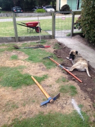 Handyman and garden maintaince